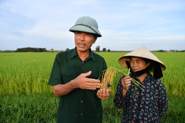 Gia đình bà Nguyệt đổi đời nhờ trồng lúa hữu cơ.