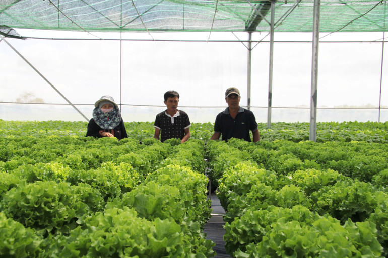 Nông dân trong vùng tìm đến tham quan và học tập kỹ thuật trồng rau thủy canh trong nhà màng khép kín tại vườn trồng của anh Nguyễn Ngọc Phi.