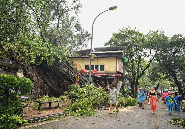Cây đa cổ thụ tại khu vực đền Bà Kiệu bị gãy đổ khiến nhiều người dân và du khách tiếc nuối. (Ảnh: DUY LINH)