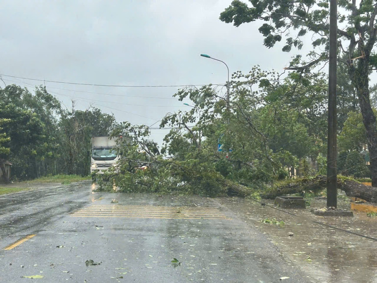 Cây to bật gốc chắn lối đi. Cây to bật gốc chắn lối đi.