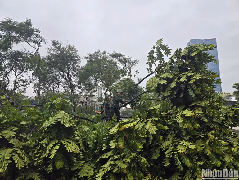 Cắt tỉa cành cây để giải tỏa giao thông cho nhiều tuyến đường. (Ảnh: TRUNG HIẾU)