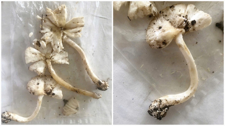 Hình ảnh nấm bệnh nhân hái về ăn. (Ảnh: bệnh nhân cung cấp)