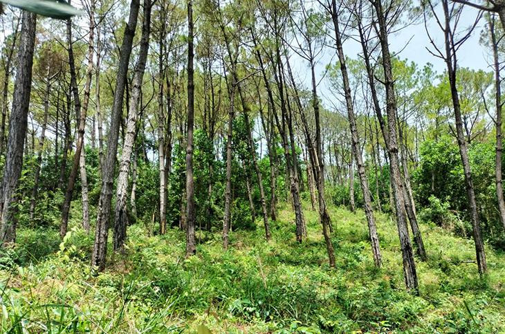Diện tích rừng thông bị hủy hoại khoảng 0,5 ha.