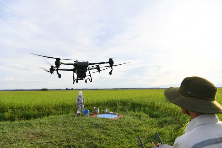 Máy bay phun hỗn hợp trứng sữa lần 2 để phôi lúa lớn dần, hỗn hợp thẩm thấu trực tiếp vào hạt lúa.