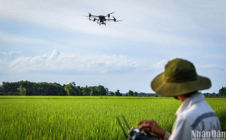 Lúa hữu cơ được các cán bộ kỹ thuật hỗ trợ chăm sóc thường xuyên giúp bảo đảm cây không sâu bệnh, đạt năng suất tốt nhất.