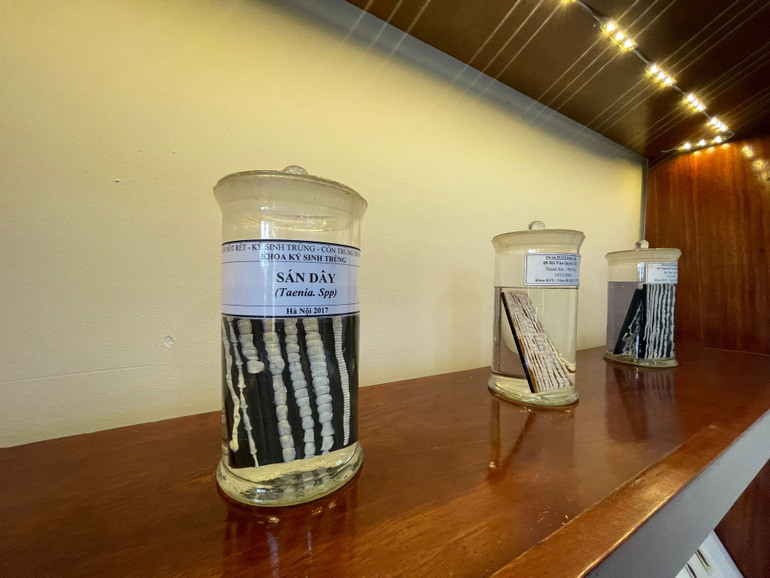 Mẫu sán dây bò lấy từ cơ thể bệnh nhân lưu trữ tại Bảo tàng Ký sinh trùng của Viện Sốt rét-Ký sinh trùng-Côn trùng Trung ương.