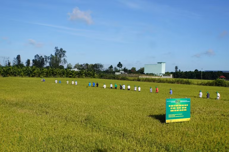 Mô hình trình diễn “Sử dụng phân bón tiết kiệm-cân đối-hiệu quả trong sản xuất nông nghiệp” trên cây lúa vụ hè thu.
