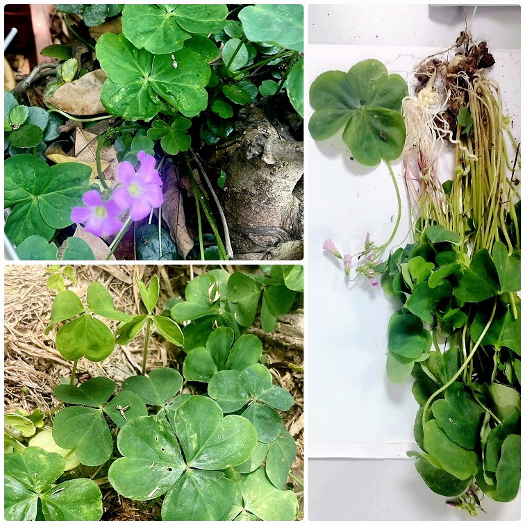 Cây me đất bệnh nhân hái đun nước uống dẫn đến suy thận (mẫu do bệnh nhân cung cấp).