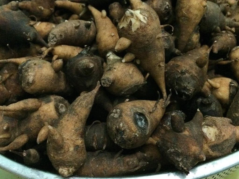 Hình ảnh củ ấu tàu (củ gấu tàu).