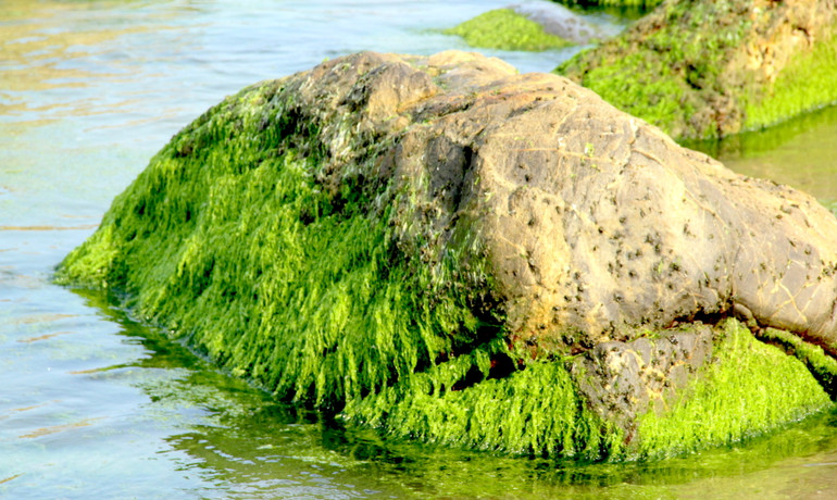 Rêu mướt xanh từ đá.