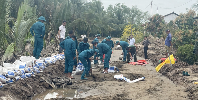 Lực lượng dân quân tự vệ hỗ trợ gia cố đoạn đê bao ven sông Hậu tại huyện Cầu Kè.