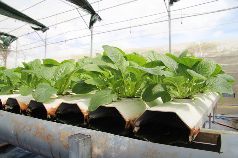 Rau sạch được trồng theo kỹ thuật thủy canh trong nhà màng khép kín của nông dân tại Ninh Thuận.