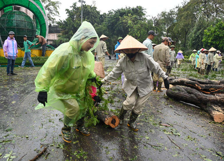 Nhiều cây cổ thụ bị bão đánh bật gốc. (Ảnh: DUY LINH)