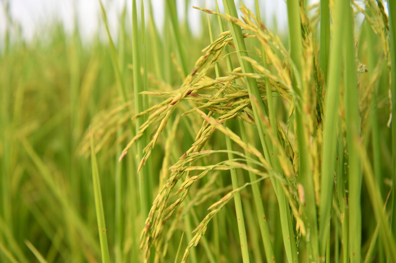 Lúa hữu cơ tại huyện Vĩnh Linh, tỉnh Quảng Trị.