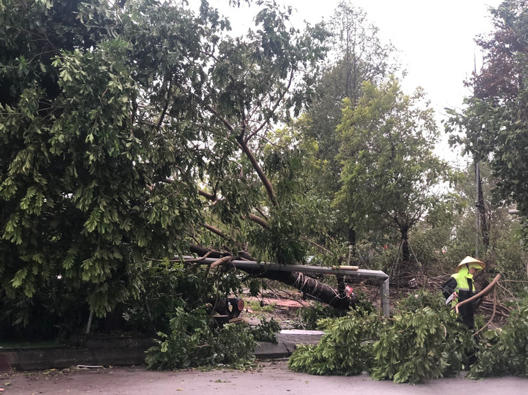 Cây xanh đổ tại khu vực chung cư Thanh Hà (Cự Khê, Thanh Oai). (Ảnh: VĂN TOẢN)