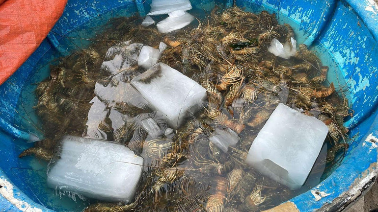 Xã Xuân Thịnh đã có 160 hộ bị thiệt hại, với 61,39 tấn tôm hùm (cỡ tôm từ 0,1 đến 0,4kg/con).