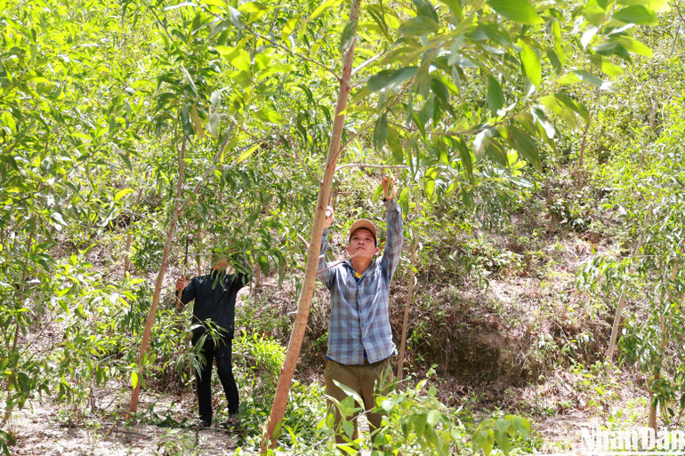 Người dân xã Phú Mỡ đang chăm sóc rừng trồng.