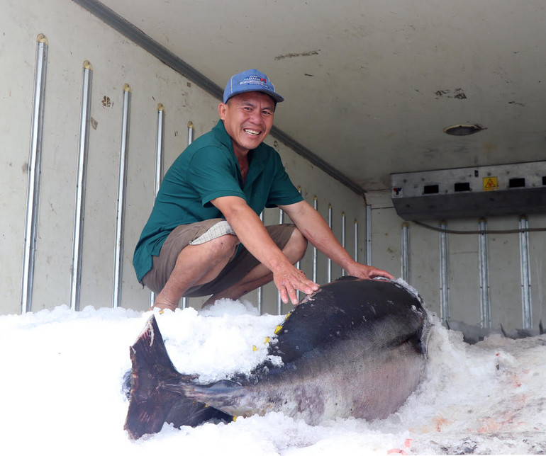 Con cá ngừ đại dương nặng 98kg được tàu cá ông Phạm Lộc đánh bắt được bán tại cảng với giá 9,7 triệu đồng.