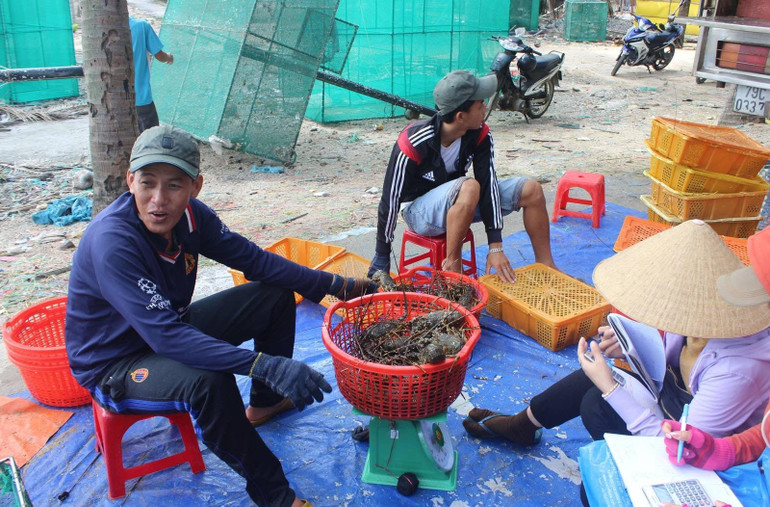 Giá tôm hùm xanh ổn định 780.000 đ/kg người nuôi tôm xã Xuân Thịnh có lãi cao. Giá tôm hùm xanh ổn định 780.000 đ/kg người nuôi tôm xã Xuân Thịnh có lãi cao.