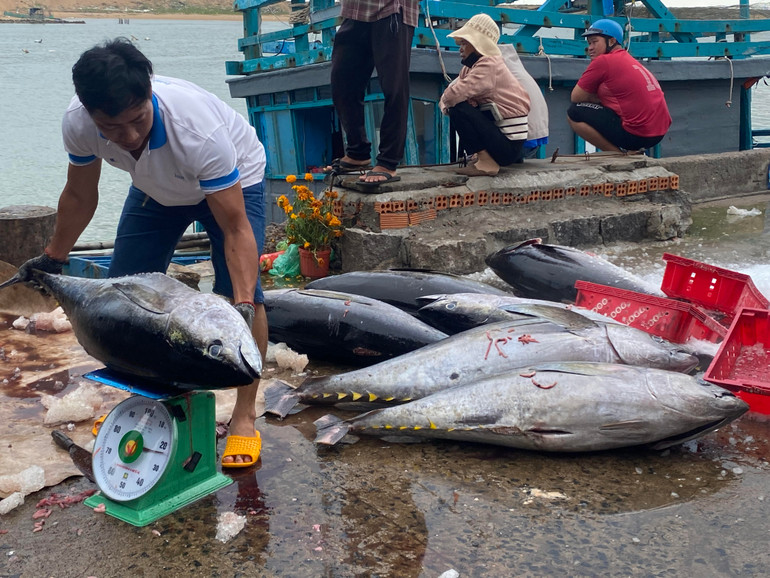 Mỗi con cá ngừ đại dương nặng từ 50-70 kg được các ngư dân Phú Yên khai thác được trong chuyến biển đầu năm.