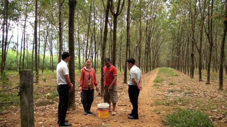 Cán bộ kỹ thuật hướng dẫn người dân xã Sông Hinh cách cạo mủ cao su. Cán bộ kỹ thuật hướng dẫn người dân xã Sông Hinh cách cạo mủ cao su.