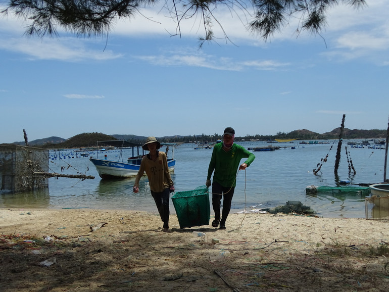 Người nuôi tôm ở Bãi Sau thôn Vịnh Hòa, xã Xuân Thịnh, thị xã Sông Cầu đang thu hoạch tôm hùm đưa lên bờ. Người nuôi tôm ở Bãi Sau thôn Vịnh Hòa, xã Xuân Thịnh, thị xã Sông Cầu đang thu hoạch tôm hùm đưa lên bờ.