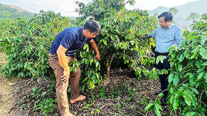 Hầu hết các cây cà-phê tổ thuộc giống cà-phê Arabica ở Mường Ảng có tuổi đời hơn 40 năm, cao quá đầu người vẫn xanh tốt, cho quả trĩu cành.