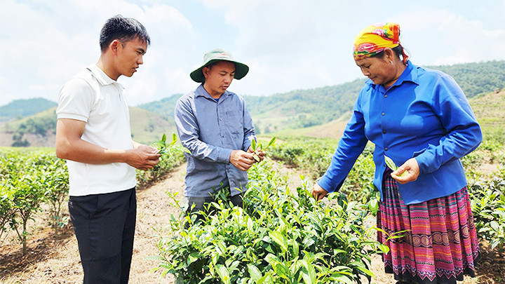 Đưa mô hình trồng chè vào xóa đói, giảm nghèo tại xã Lóng Sập. Đưa mô hình trồng chè vào xóa đói, giảm nghèo tại xã Lóng Sập.