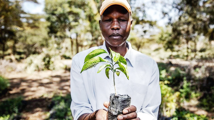 Các chương trình thúc đẩy bảo tồn đa dạng sinh học giúp phục hồi những cánh rừng ở Kenya. Ảnh: UNEP