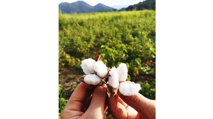 Diện tích trồng bông ở xã Châu Tiến (huyện Quỳ Châu, Nghệ An) còn nhỏ hẹp.