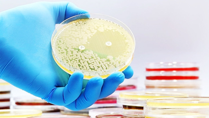 Nghiên cứu thuốc kháng sinh trong phòng thí nghiệm châu Âu. Ảnh: GETTY IMAGES