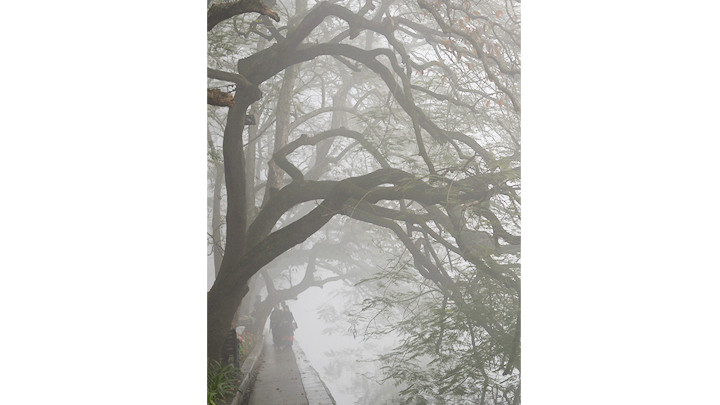 Hàng cây trong sương. Hàng cây trong sương.