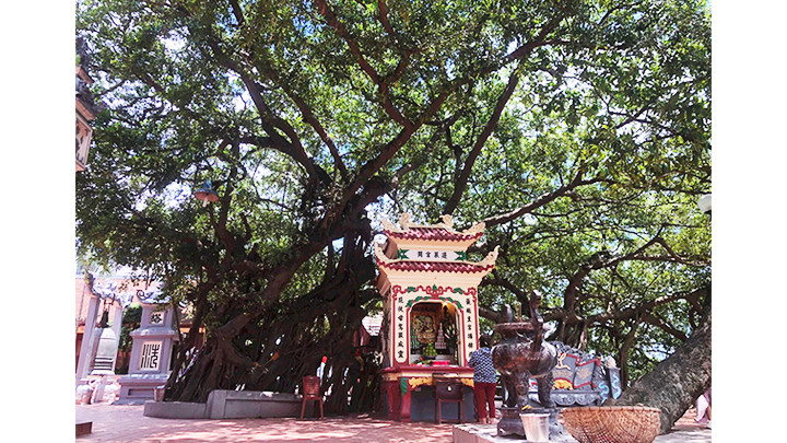 Cây si hơn 250 tuổi ở phủ Tây Hồ.
