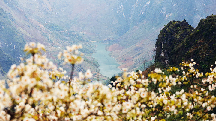 Sông Nho Quế (Hà Giang) giữa mùa hoa.