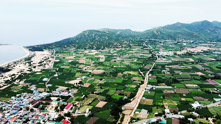 Bạt ngàn vườn nho ở Ninh Hải.