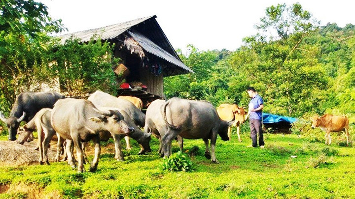 Bản Chà Lấu đã phát triển đàn gia súc quy mô lớn.