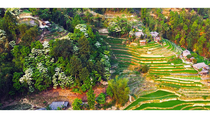 Mầu hoa trắng nổi bật giữa sắc xanh bản làng.