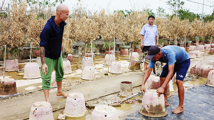 Gia đình anh Nguyễn Thế Anh (Tứ Liên) trắng tay khi bị hỏng gần 5.000 cây quất do ảnh hưởng của bão số 3.