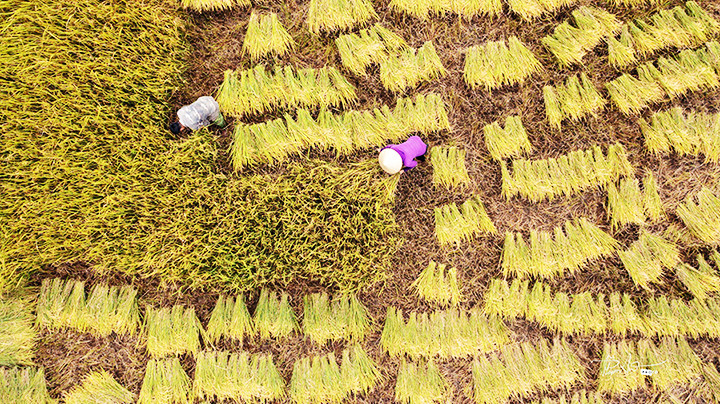 Ngày mùa. Ngày mùa.