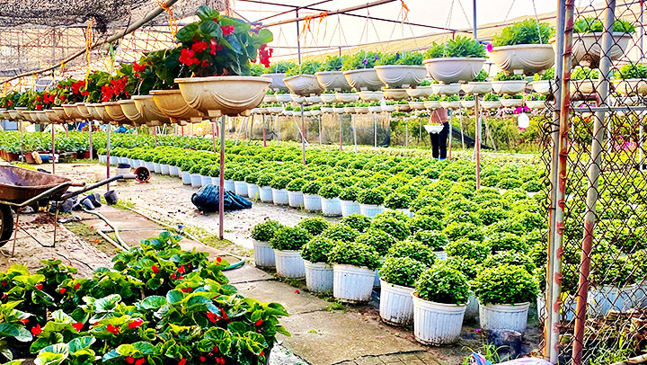 Mầu xanh đang trở lại nơi những nhà vườn.