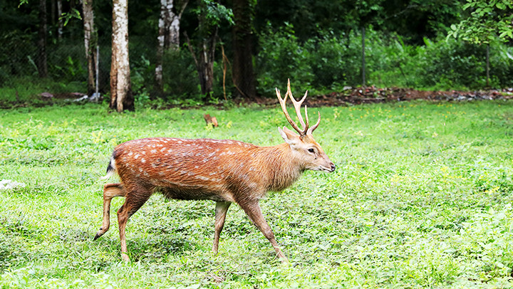 Cá thể hươu sao được chăm sóc tại Trung tâm cứu hộ động vật hoang dã ở Vườn quốc gia Cát Tiên. Cá thể hươu sao được chăm sóc tại Trung tâm cứu hộ động vật hoang dã ở Vườn quốc gia Cát Tiên.
