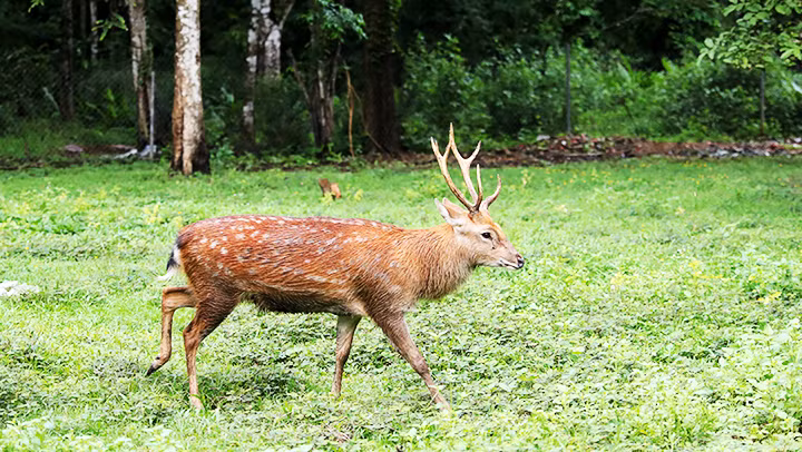 Cá thể hươu sao được chăm sóc tại Trung tâm cứu hộ động vật hoang dã ở Vườn quốc gia Cát Tiên.