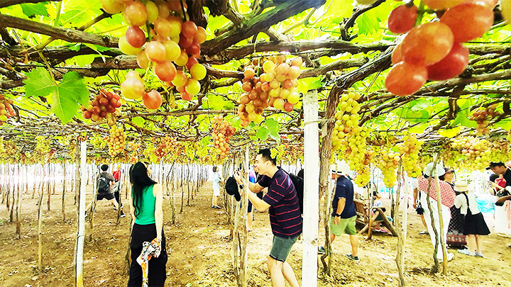 Du khách tham quan vườn nho ở Vĩnh Hải (Ninh Hải).