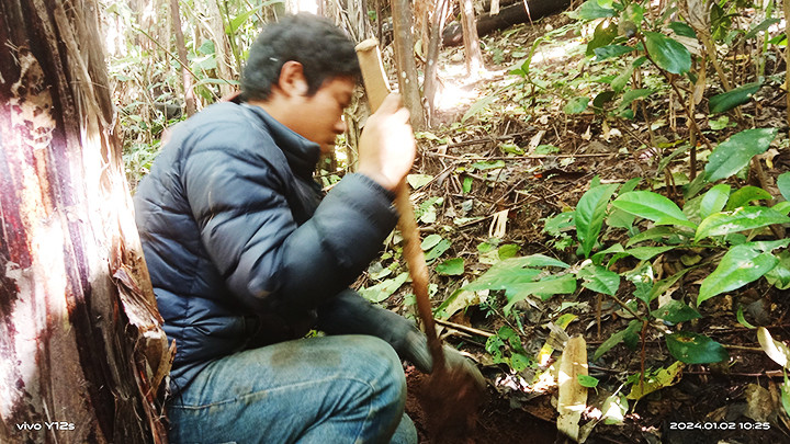 Người dân trồng cây bản địa trên địa bàn thôn.