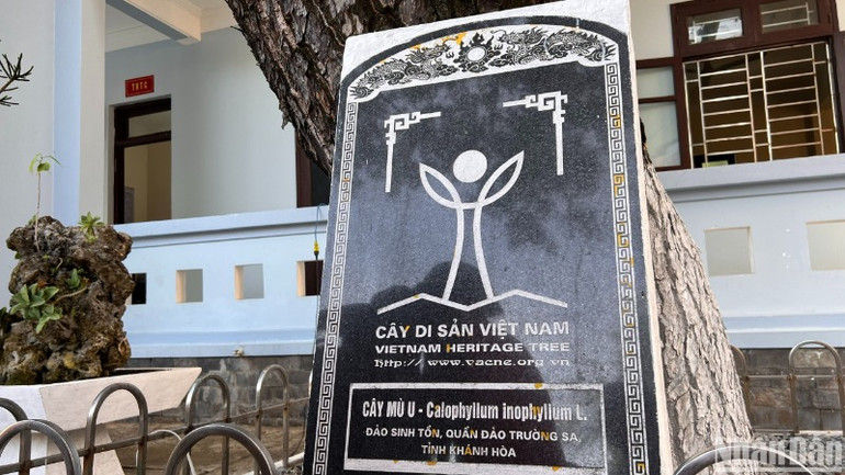 Cây Mù U được công nhận là cây di sản trên đảo Sinh Tồn. Cây Mù U được công nhận là cây di sản trên đảo Sinh Tồn.