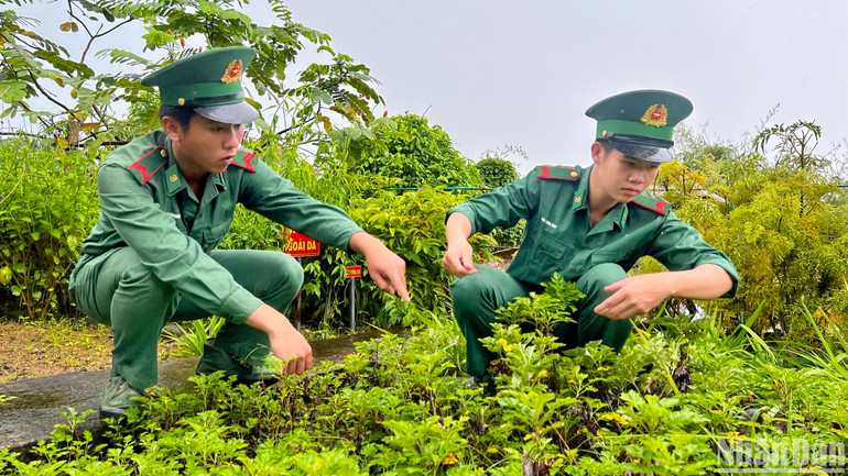 Tân binh Nguyễn Trọng Phú (trái) cùng đồng đội chăm sóc vườn thuốc nam trên đảo Hòn Khoai.