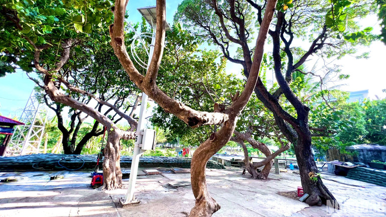 Những gốc cây xanh nhiều năm tuổi vững chãi, can trường trong điều kiện thời tiết khắc nghiệt trên đảo Sinh Tồn. Những gốc cây xanh nhiều năm tuổi vững chãi, can trường trong điều kiện thời tiết khắc nghiệt trên đảo Sinh Tồn.