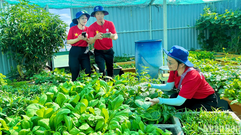 Quân và dân đất liền thích thú với vườn rau xanh của cán bộ, chiến sĩ trên Nhà giàn DK1/20. Quân và dân đất liền thích thú với vườn rau xanh của cán bộ, chiến sĩ trên Nhà giàn DK1/20.