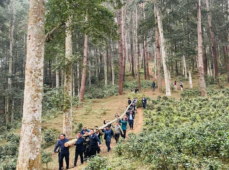 Người dân vận chuyển cây nêu từ trên rừng về. (Ảnh THANH SƠN). Người dân vận chuyển cây nêu từ trên rừng về. (Ảnh THANH SƠN).