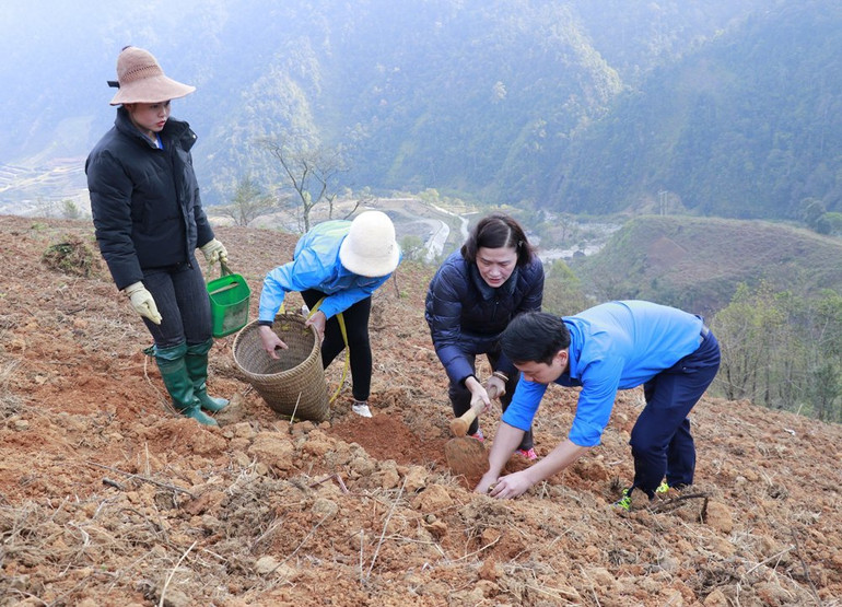 Các đoàn viên tham gia trồng cây khoai sọ nương tại xã Xà Hồ. (Ảnh: THANH SƠN)